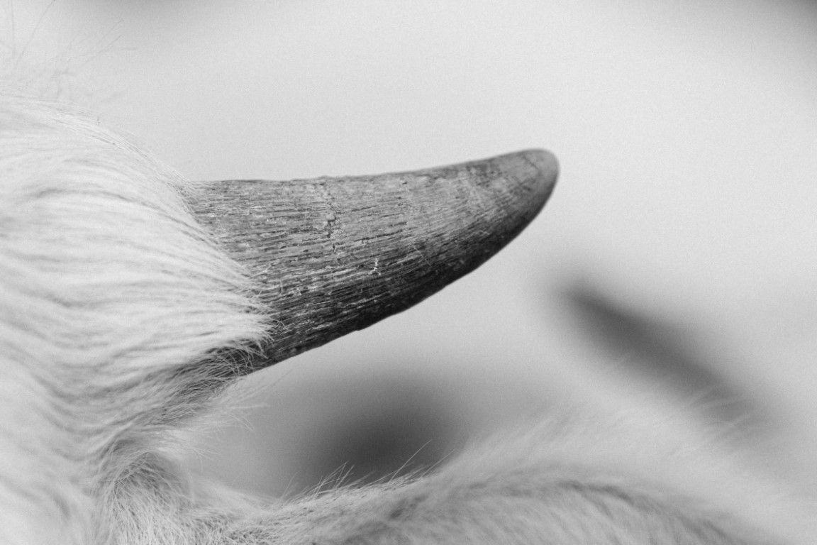 Gros plan macro en noir et blanc d'une corne de chèvre incurvée sur un fond flou.