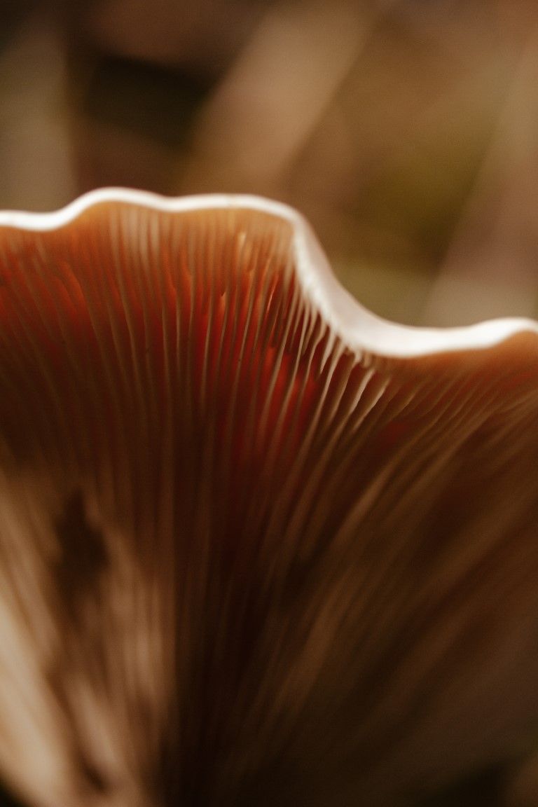 Gros plan macro de lamelles de champignon brun montrant des motifs rayonnants complexes aux tons brun-rouge chauds.