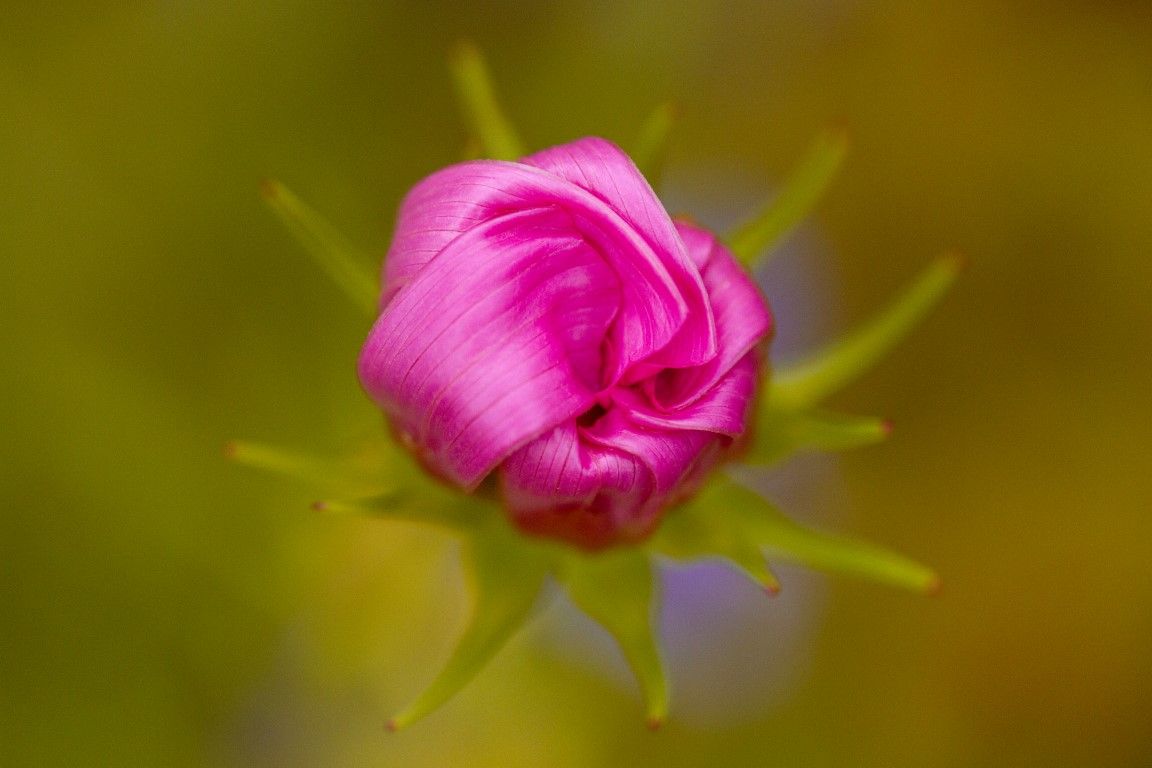 Gros plan sur un bouton de rose rose vif aux sépales verts, sur un fond jaune-vert doux.