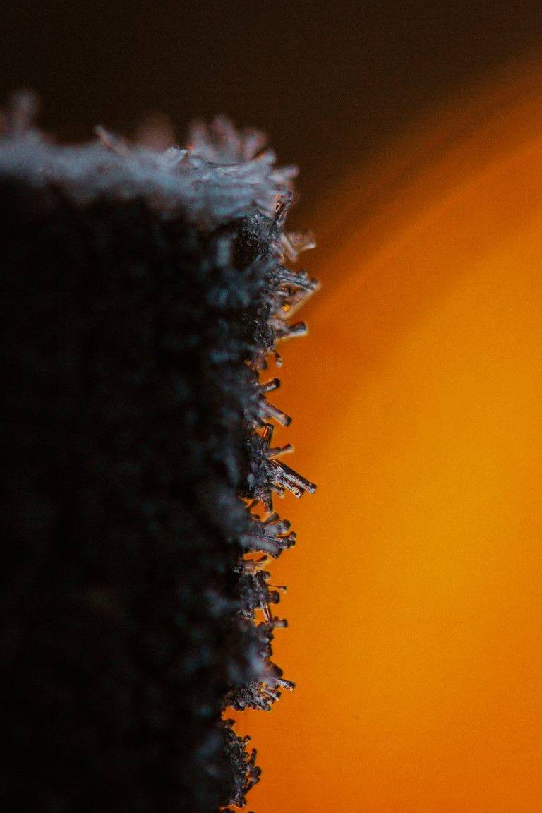 Gros plan de cristaux de glace se formant sur une surface sombre, sur un fond orange vif.