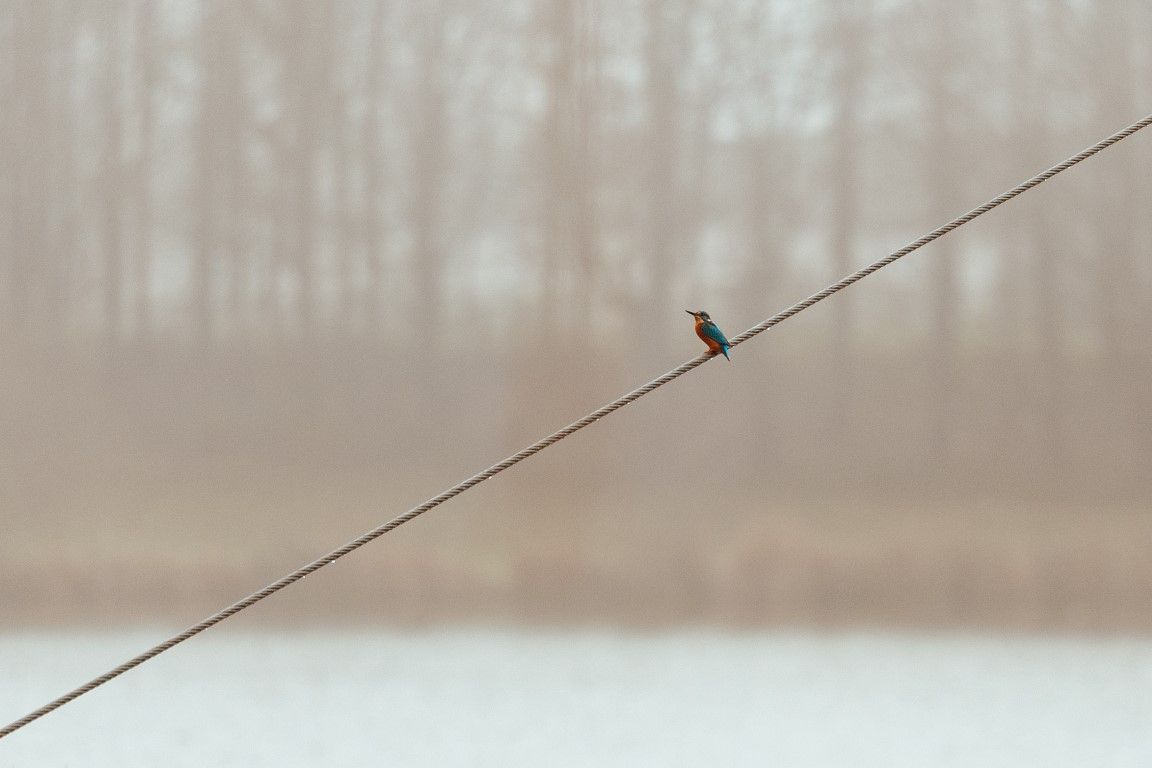 Un martin-pêcheur solitaire et coloré, perché sur un fil au-dessus d'un lac brumeux bordé d'arbres dénudés en hiver.