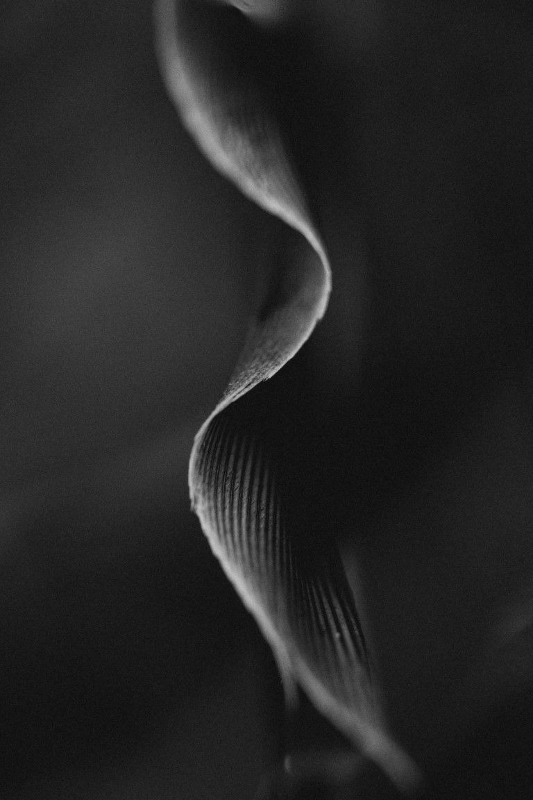 Photo macro en noir et blanc d'une plume en spirale ondulée à la texture délicatement côtelée.