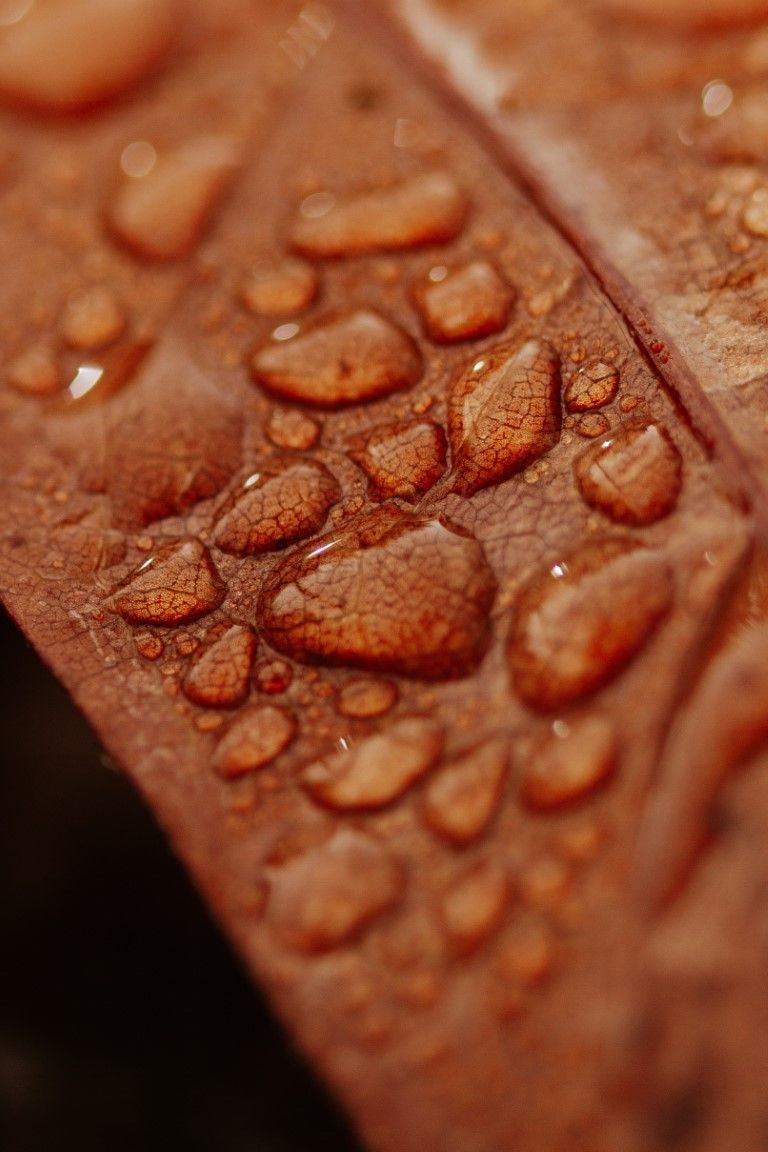 Gros plan macro de gouttelettes d'eau sur une feuille d'automne rouge, révélant la texture détaillée et les reflets.
