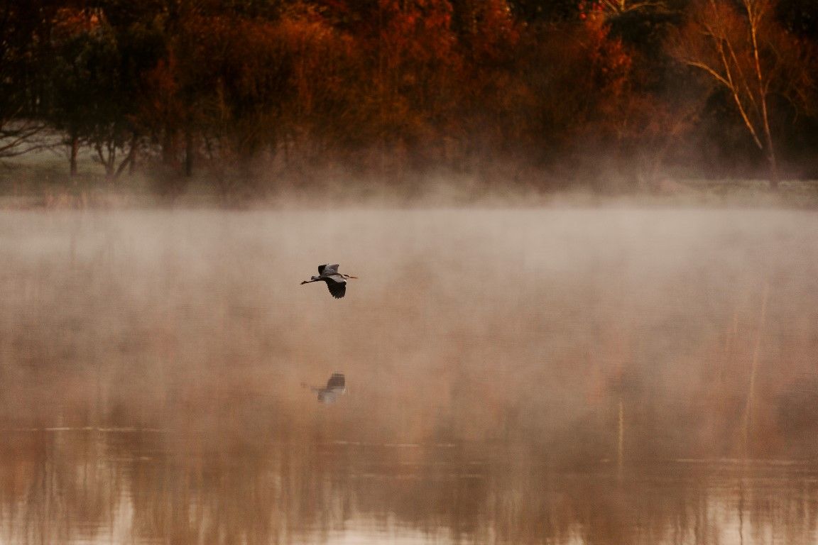 Un grand héron bleu vole à basse altitude au-dessus d'un lac brumeux d'automne, son reflet se mirant dans l'eau calme aux reflets cuivrés.