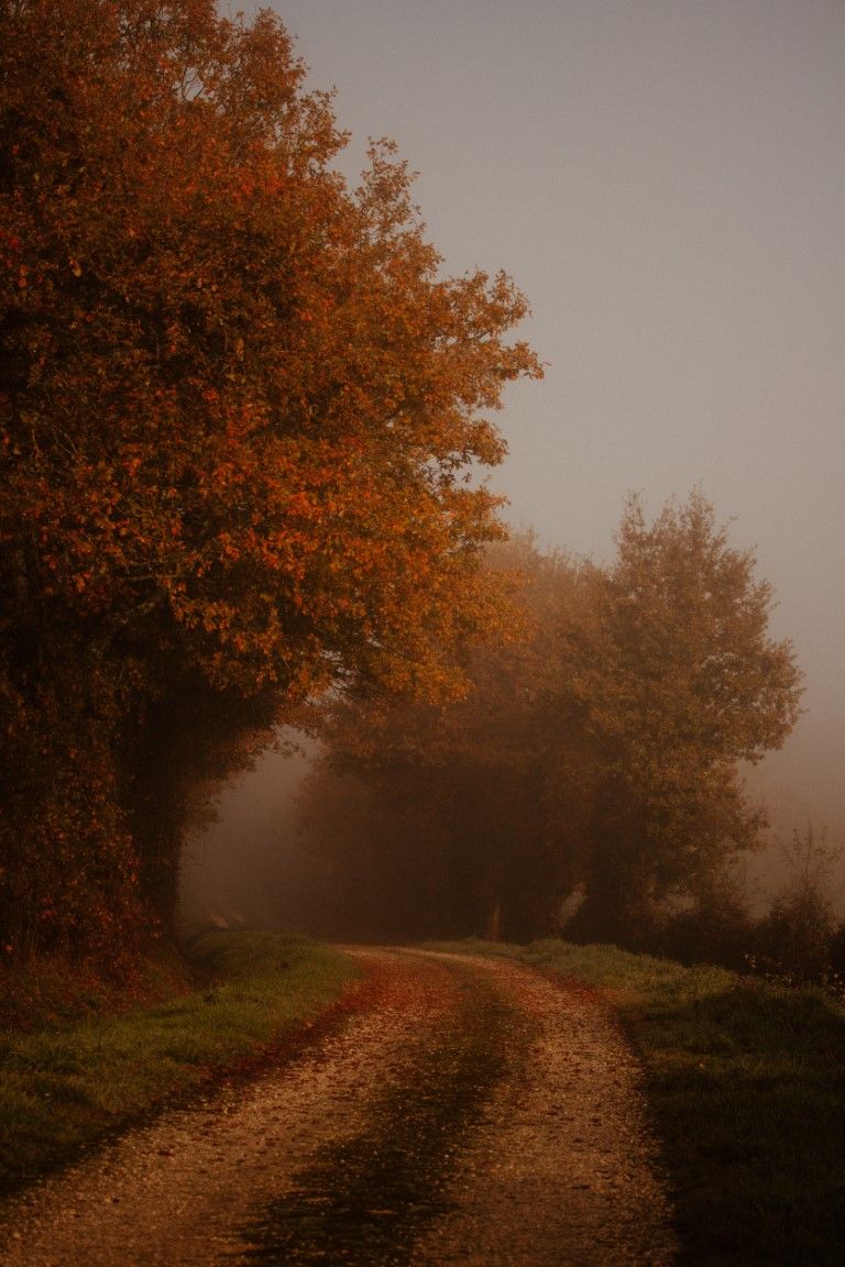 Chemin de campagne automnal bordé d'arbres orange et rouges se fondant dans la brume matinale.