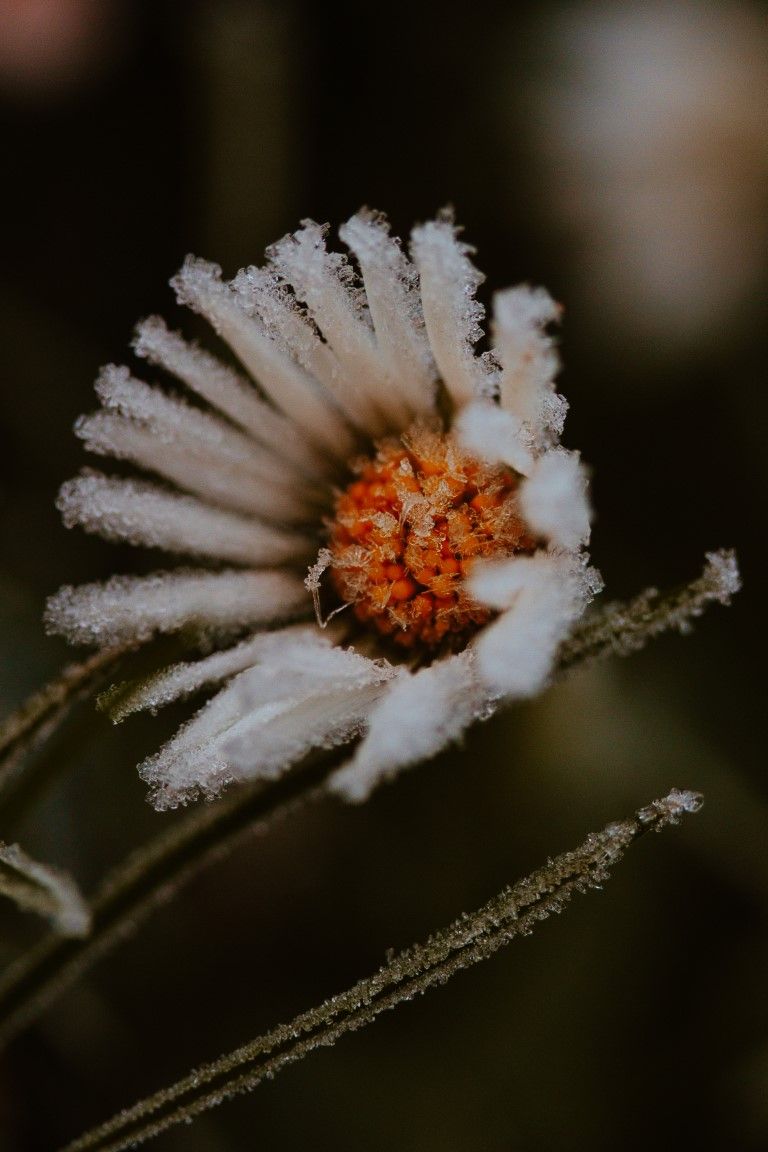 Marguerite blanche givrée, au cœur orange saupoudré de cristaux de neige, sur fond sombre.