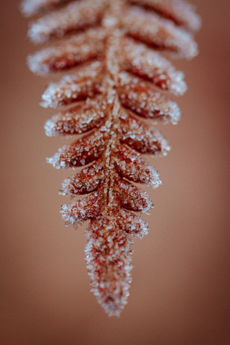 Fougère recouverte de givre à la sortie de l'automne.