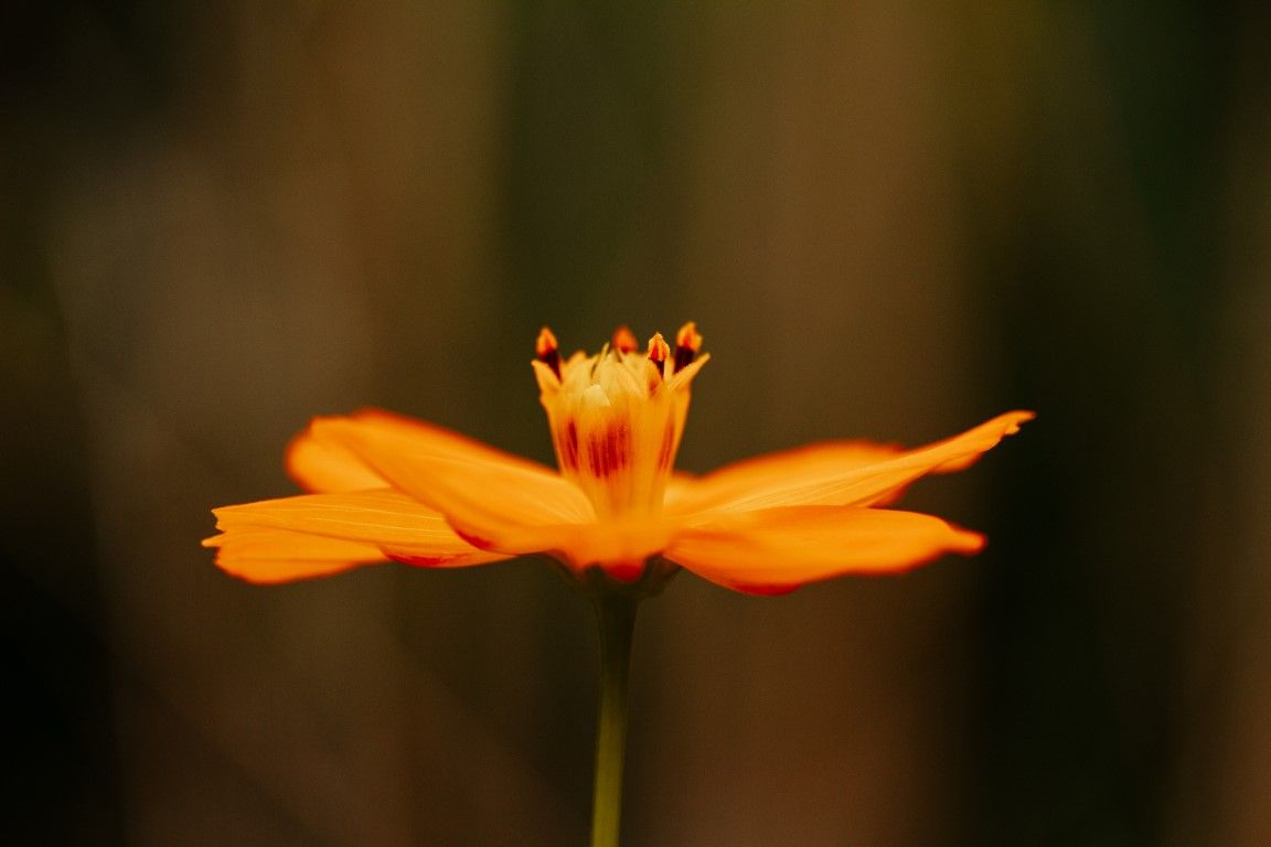 Fleur de cosmos orange unique, aux pétales délicats et aux étamines jaunes, capturée sur un fond bokeh sombre.
