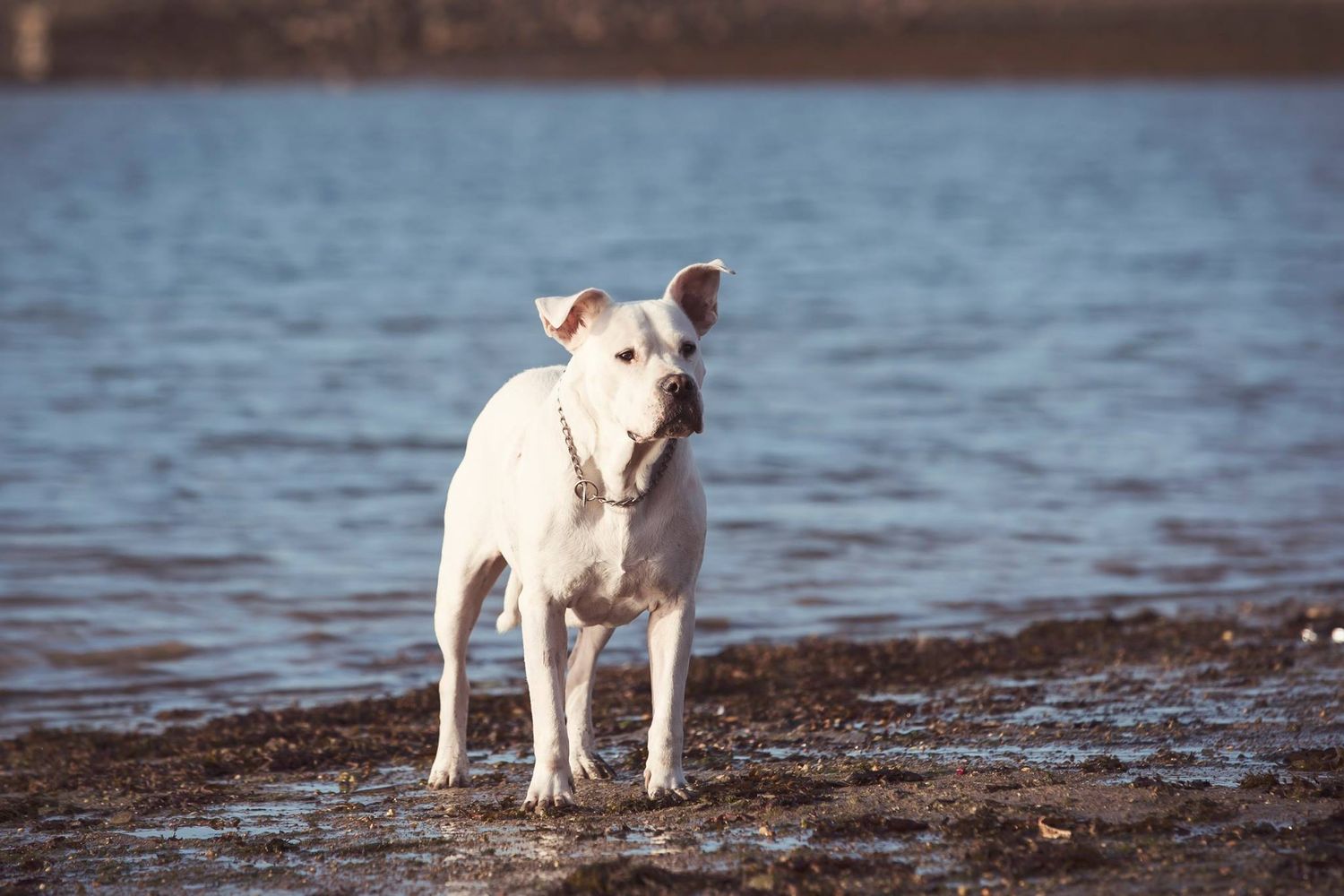 Dogue argentin debout sur un rivage rocheux, avec une eau bleue calme en arrière-plan.
