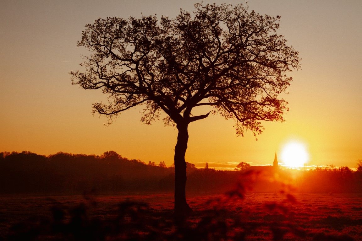 Silhouette d'un arbre solitaire se détachant sur un coucher de soleil doré et vibrant, au-dessus d'un paysage rural brumeux.