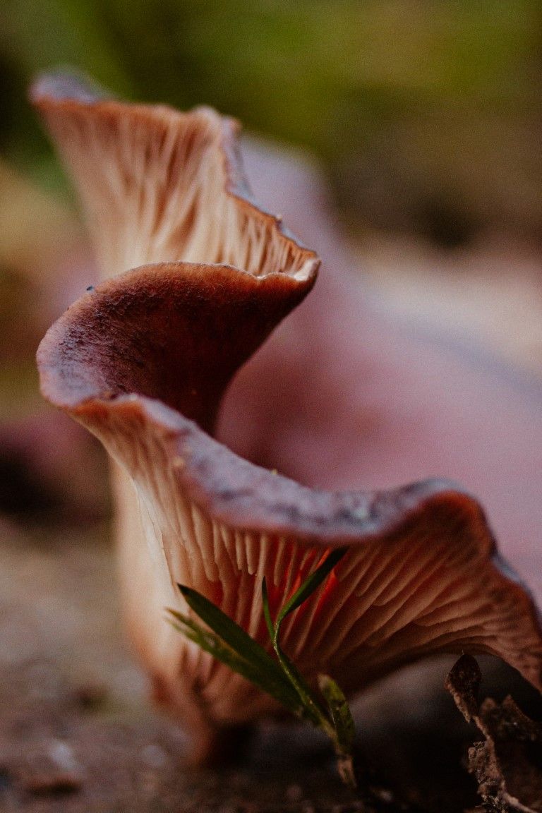 Gros plan sur des champignons sauvages bruns montrant les lamelles rose-brun détaillées et les chapeaux ondulés sur le sol forestier.