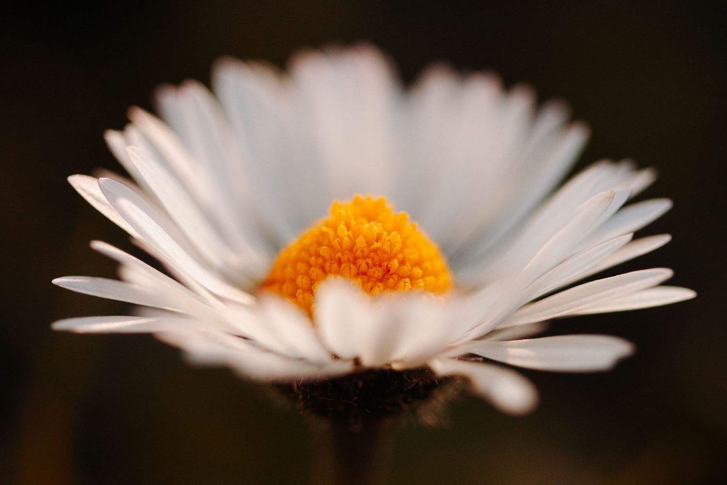 Photo macro d'une marguerite avec zone de netteté sur le coeur de la fleur.