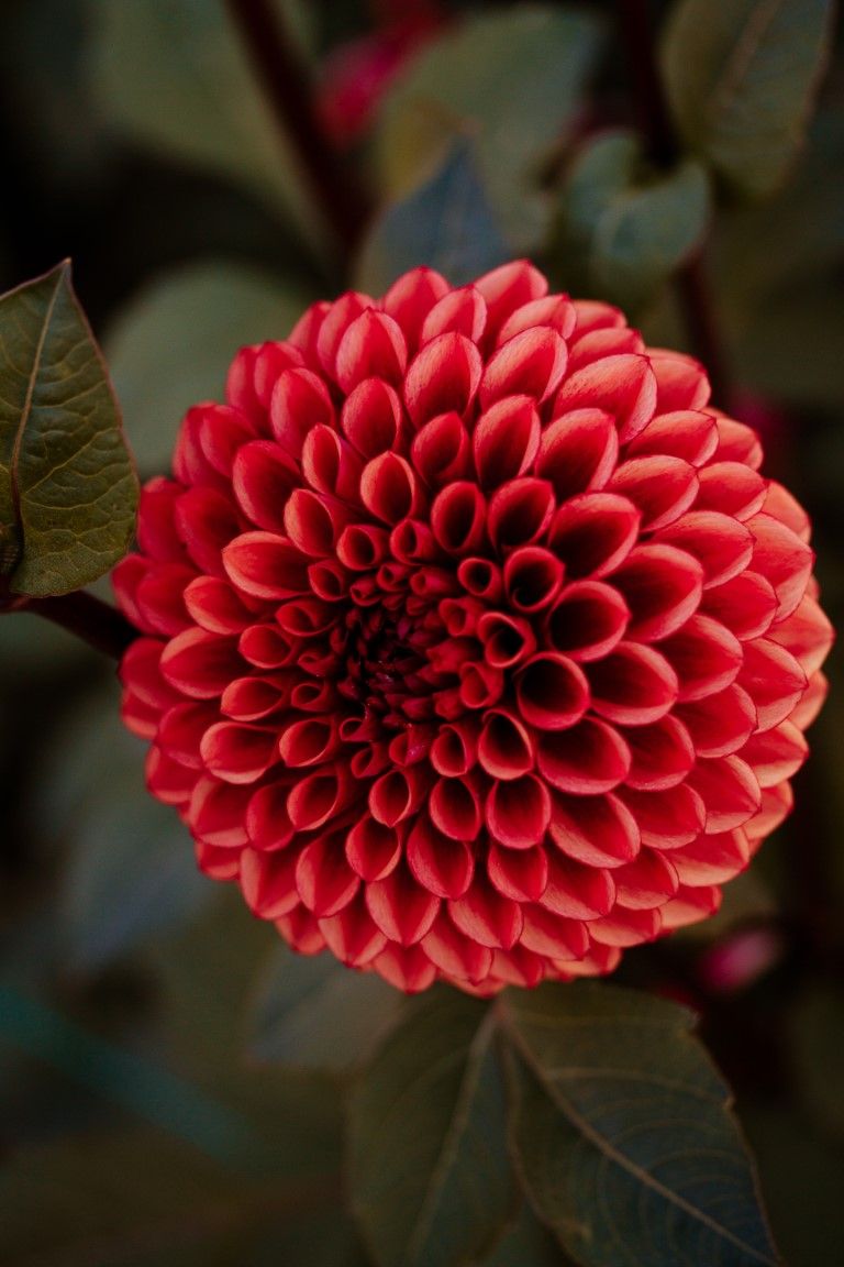 Gros plan sur une fleur de dahlia pompon rouge parfaite, aux pétales étroitement enroulés en spirale, se détachant sur un feuillage sombre.