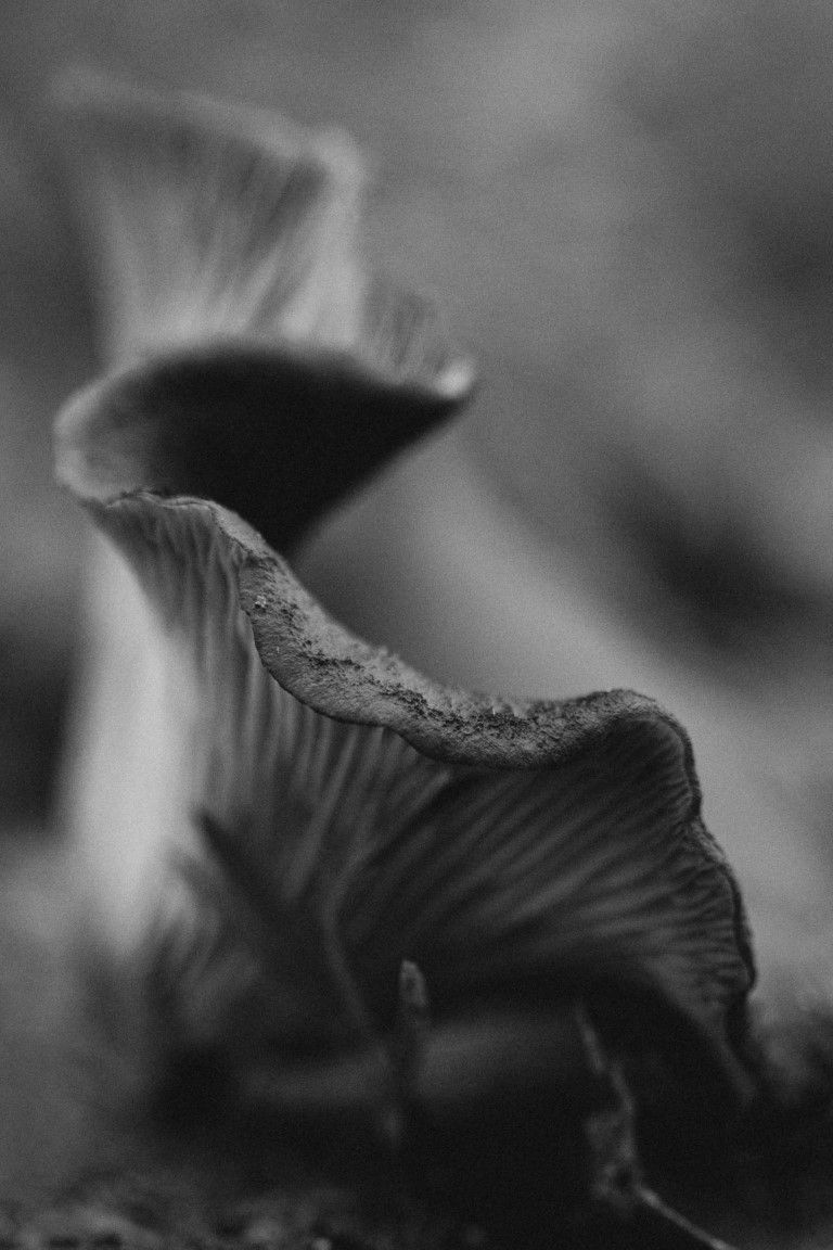 Photo macro artistique en noir et blanc de lamelles de champignons sauvages aux courbes et à la profondeur saisissantes.