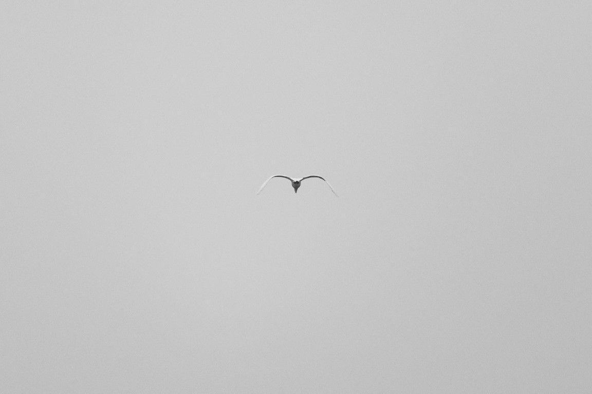 Un oiseau solitaire plane haut dans le ciel gris pâle et couvert, dans une photographie animalière minimaliste.