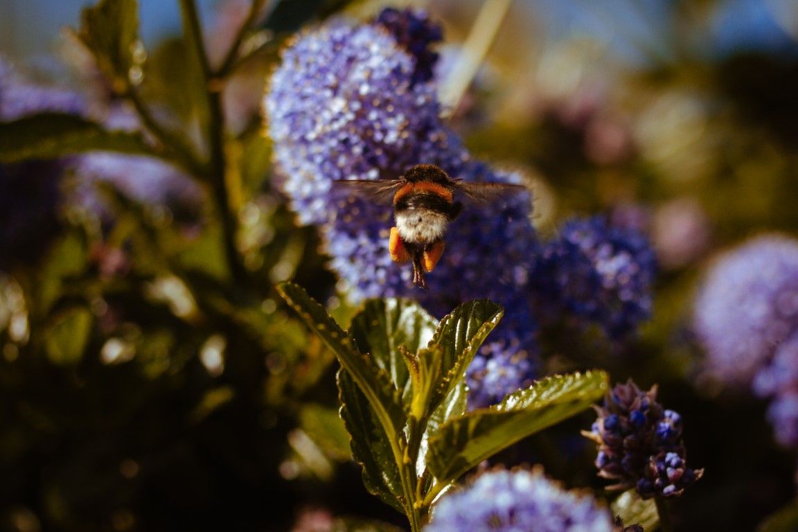 Un bourdon duveteux butine des fleurs de céanothe d'un violet éclatant dans un jardin ensoleillé.