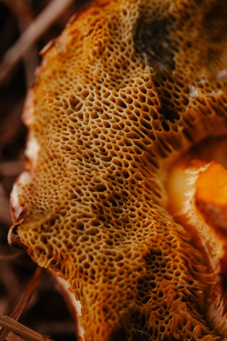 Gros plan macro de la face inférieure d'un bolet montrant sa texture complexe, poreuse et spongieuse, de couleur orange.
