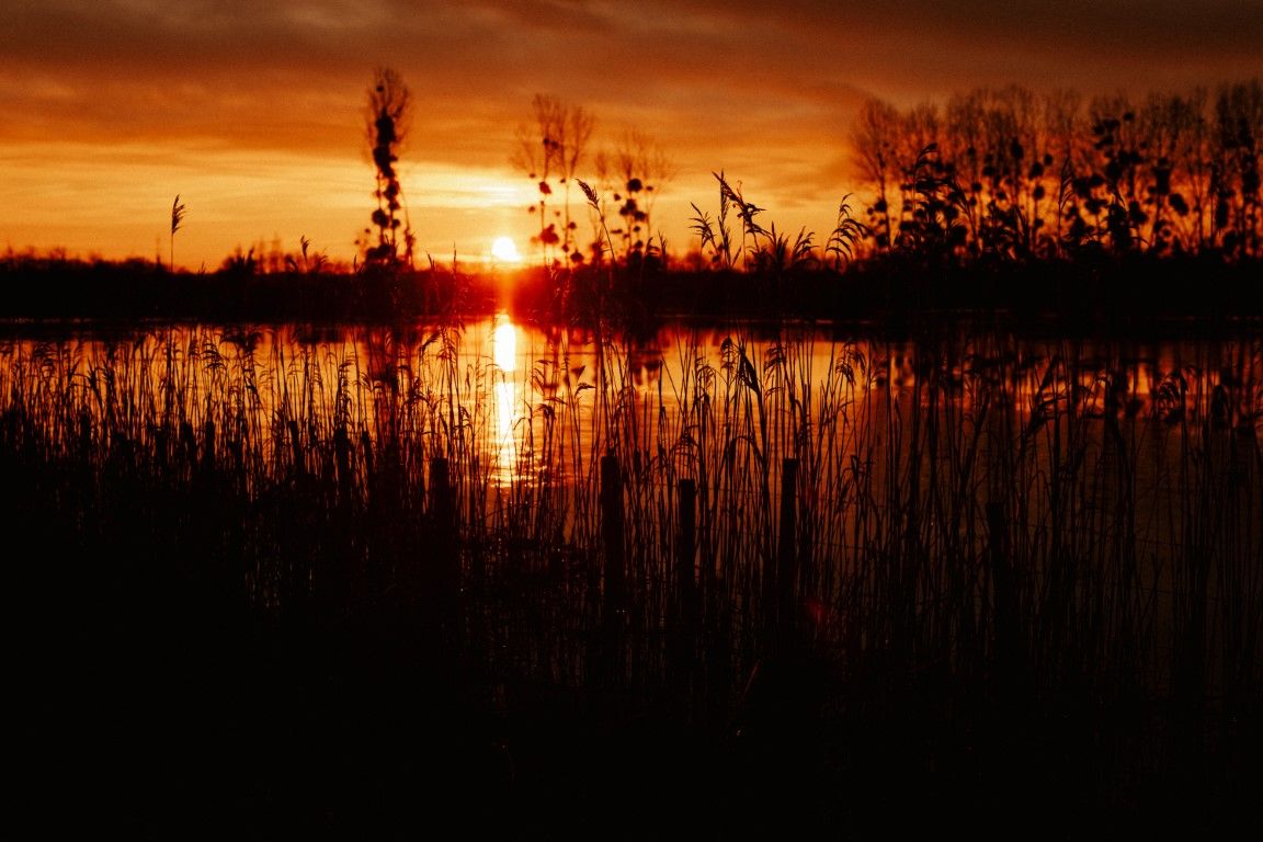Un coucher de soleil doré spectaculaire se reflète sur un lac calme à travers les silhouettes des roseaux et des arbres dénudés.