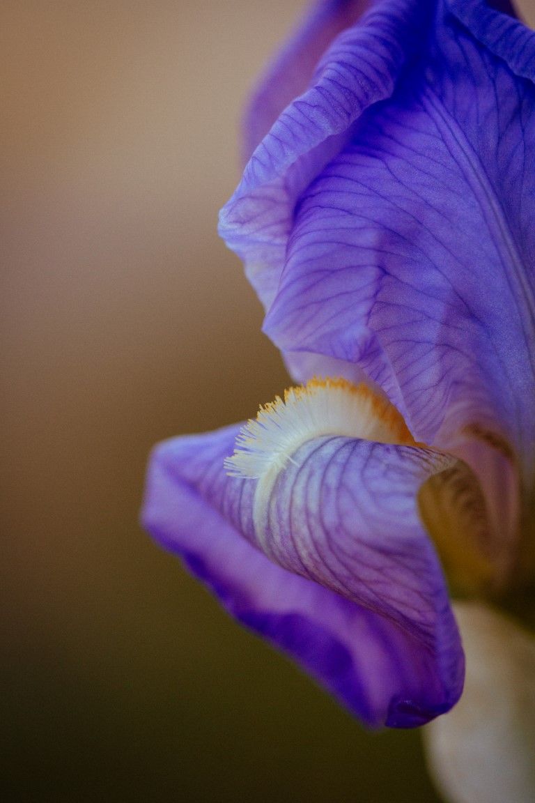 Photo macro en gros plan d'une fleur d'iris barbu violet aux nervures délicates et aux détails de barbe jaune.