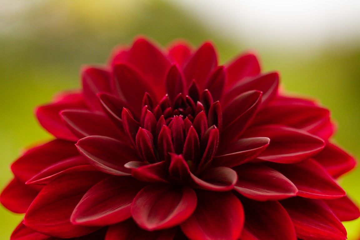 Gros plan sur une fleur de dahlia rouge foncé en pleine floraison, sur un fond vert doux à effet bokeh.
