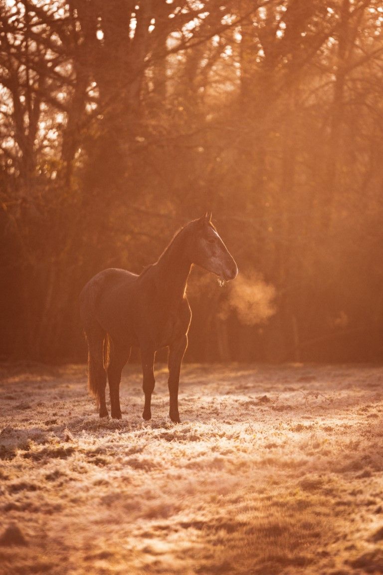 Un cheval noir se dresse dans la brume dorée du givre matinal, parmi les arbres dénudés au lever du soleil.