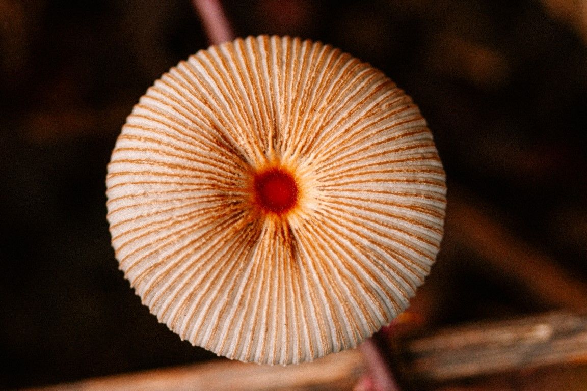Vue macro en plongée d'un petit chapeau de champignon rond, avec des crêtes orange rayonnantes et un centre rouge.