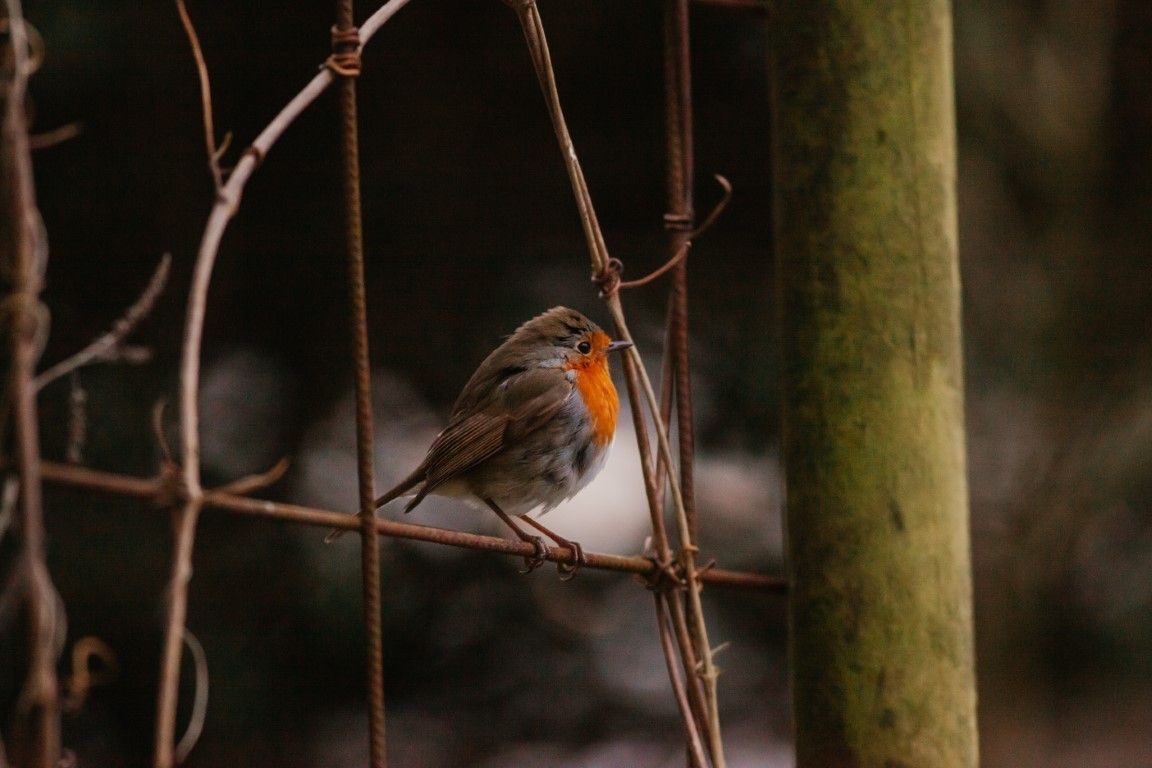 Un rouge-gorge européen à la poitrine rouge orangé vif, perché sur les branches d'une clôture en fil de fer rouillé, dans un décor boisé.