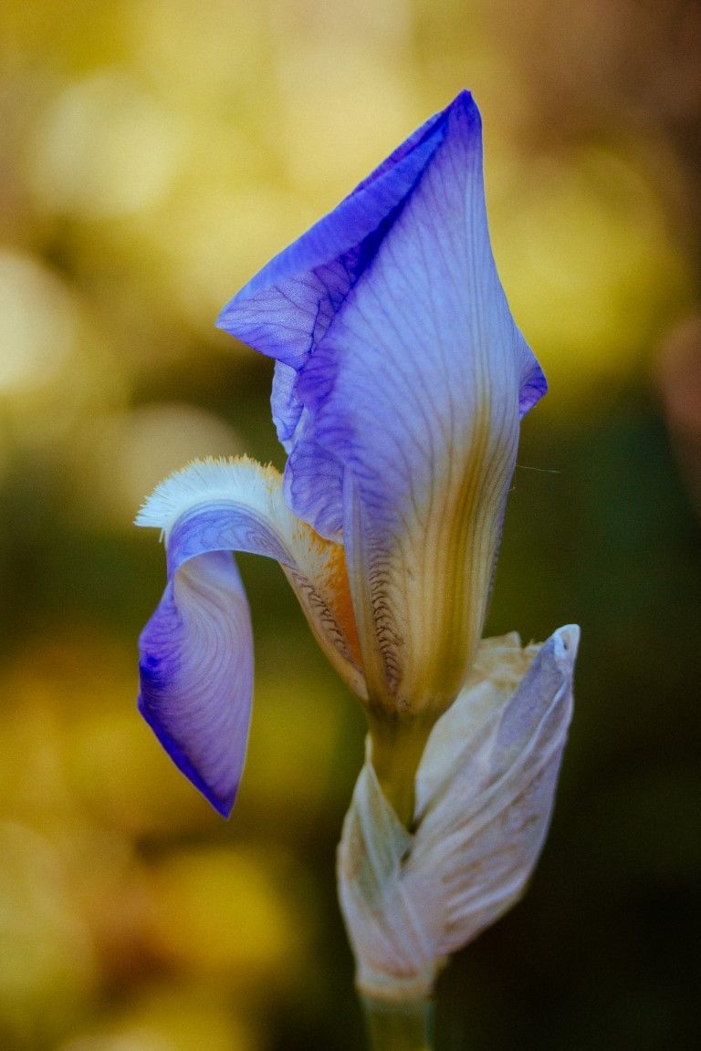 Gros plan sur une fleur d'iris bleue et violette en pleine floraison, aux pétales délicats, se détachant sur un fond jaune doux