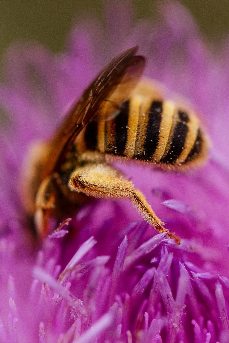 Gros plan d'une abeille couverte de pollen butinant un chardon violet.
