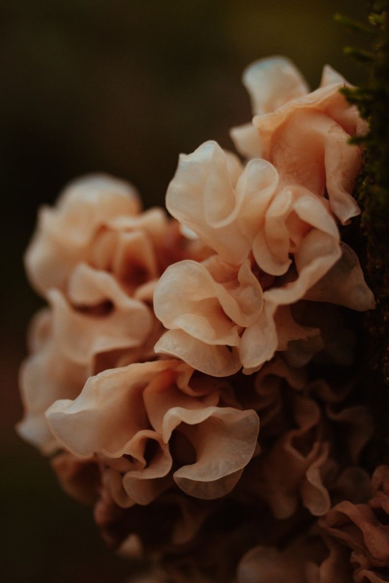 Gros plan d'un champignon rose pâle ondulé aux bords frisés sur fond sombre.