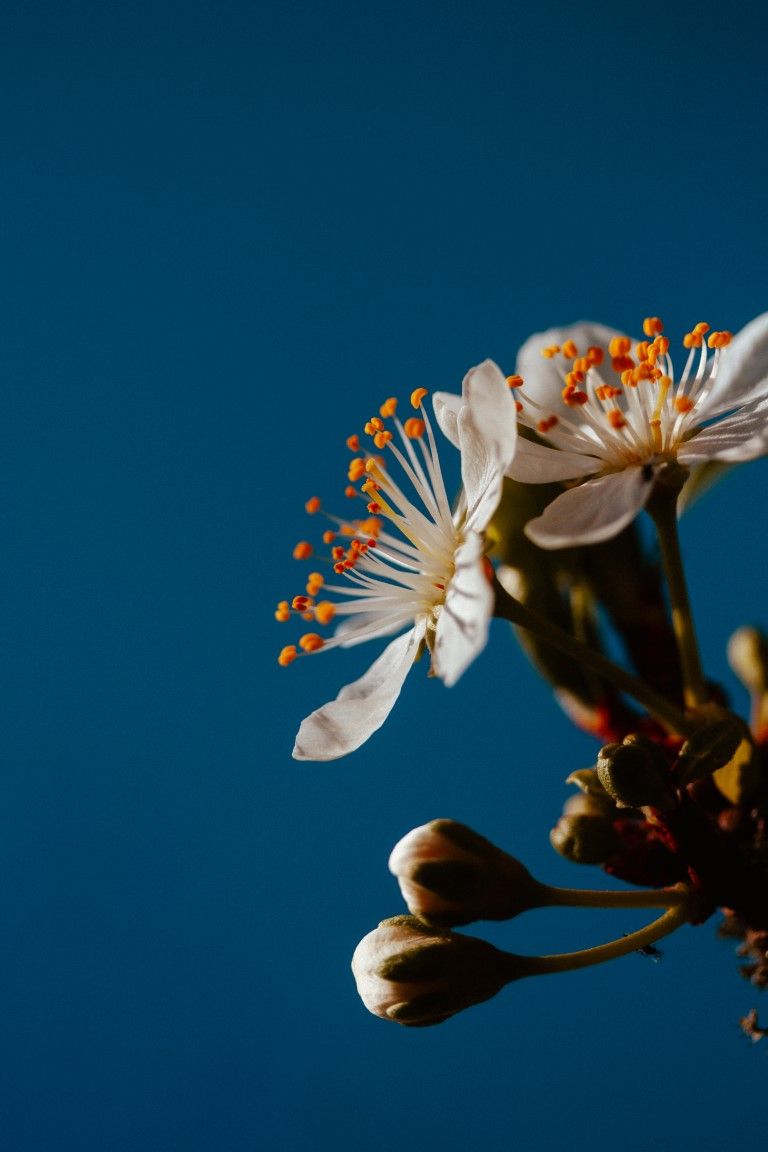 Fleurs de cerisier blanches aux étamines orange s'épanouissant sur un fond bleu profond.
