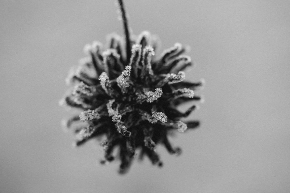 Photo macro en noir et blanc d'une gousse de graine recouverte de givre sur une tige.
