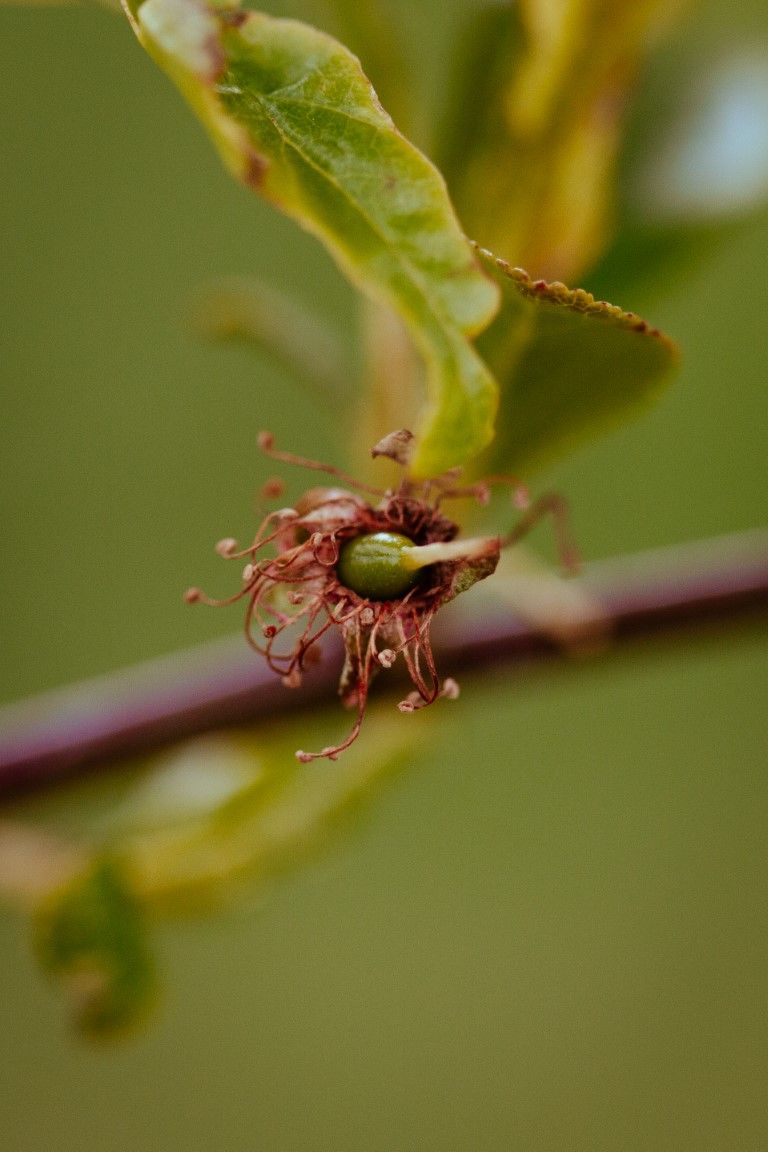 Gros plan macro d'un minuscule bourgeon de fruit vert se formant après la chute des pétales de fleur sur une branche.