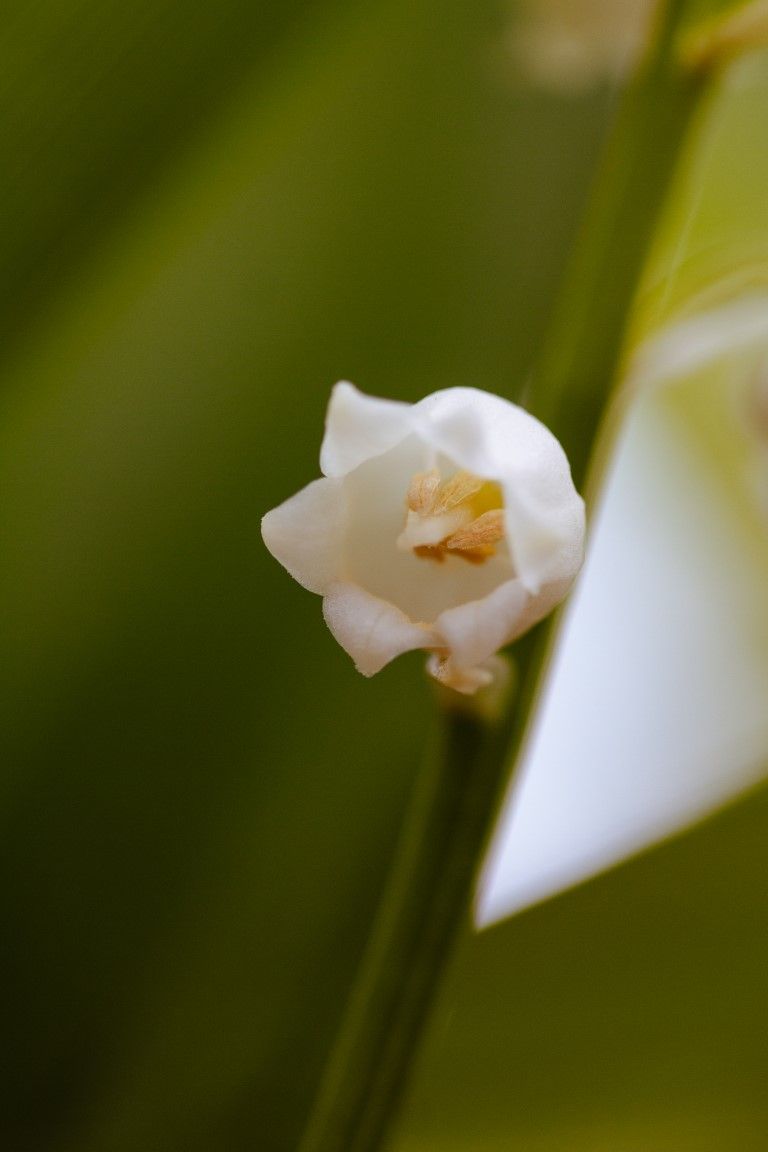 Photo macro en gros plan d'une délicate fleur de muguet blanche à cœur jaune sur fond vert.