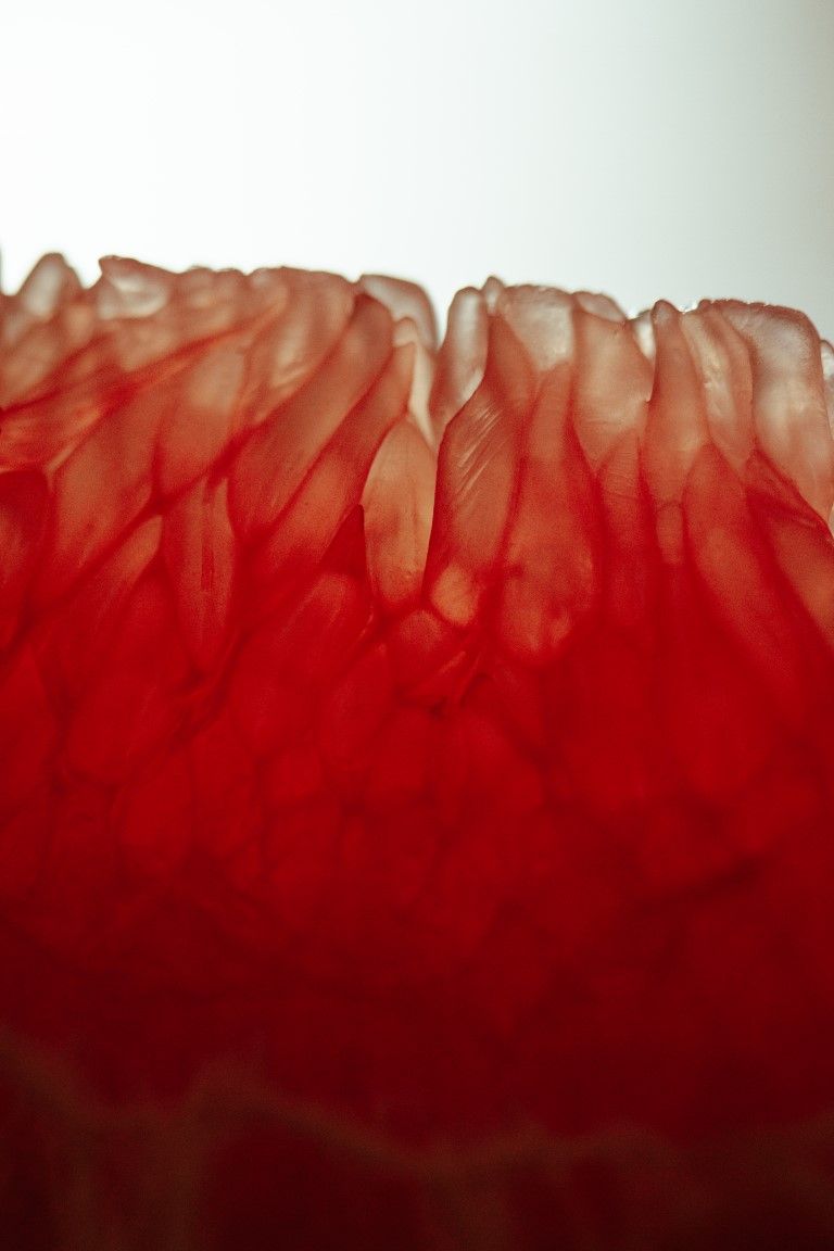 Gros plan macro abstrait d'une portion de pamplemousse