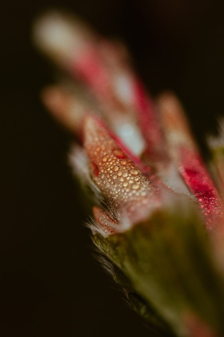 Photographie macro en gros plan d'un bouton de fleur rouge avec de minuscules gouttelettes d'eau et des poils blancs duveteux.
