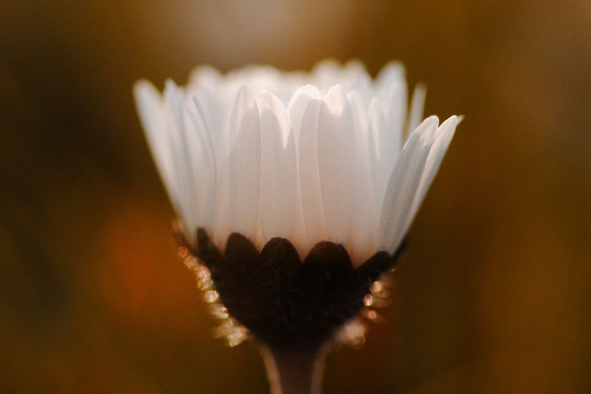 Gros plan d'une marguerite blanche à contre-jour sur un fond doré chaud.