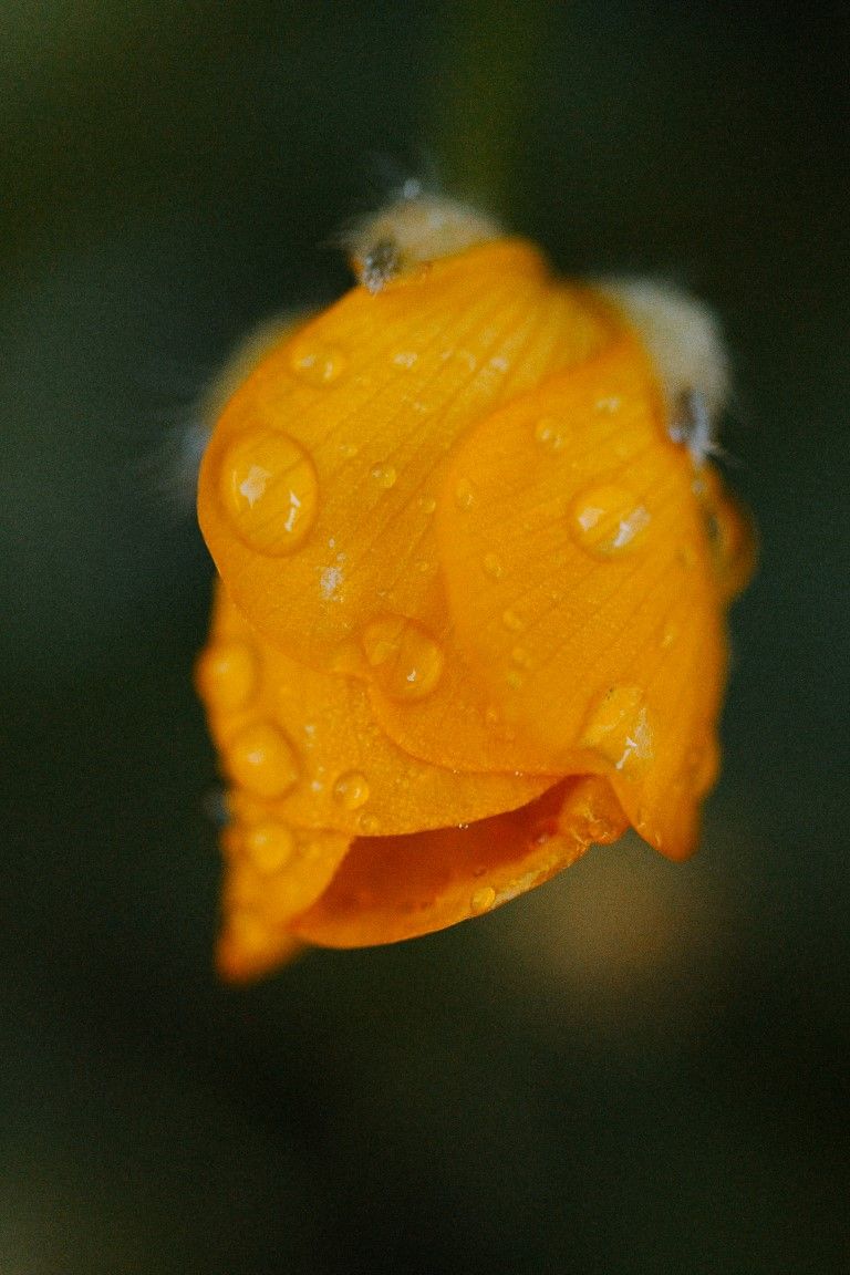 Gros plan macro d'un bouton de pavot de Californie orange couvert de rosée, avec des gouttelettes d'eau scintillantes sur un fond vert.