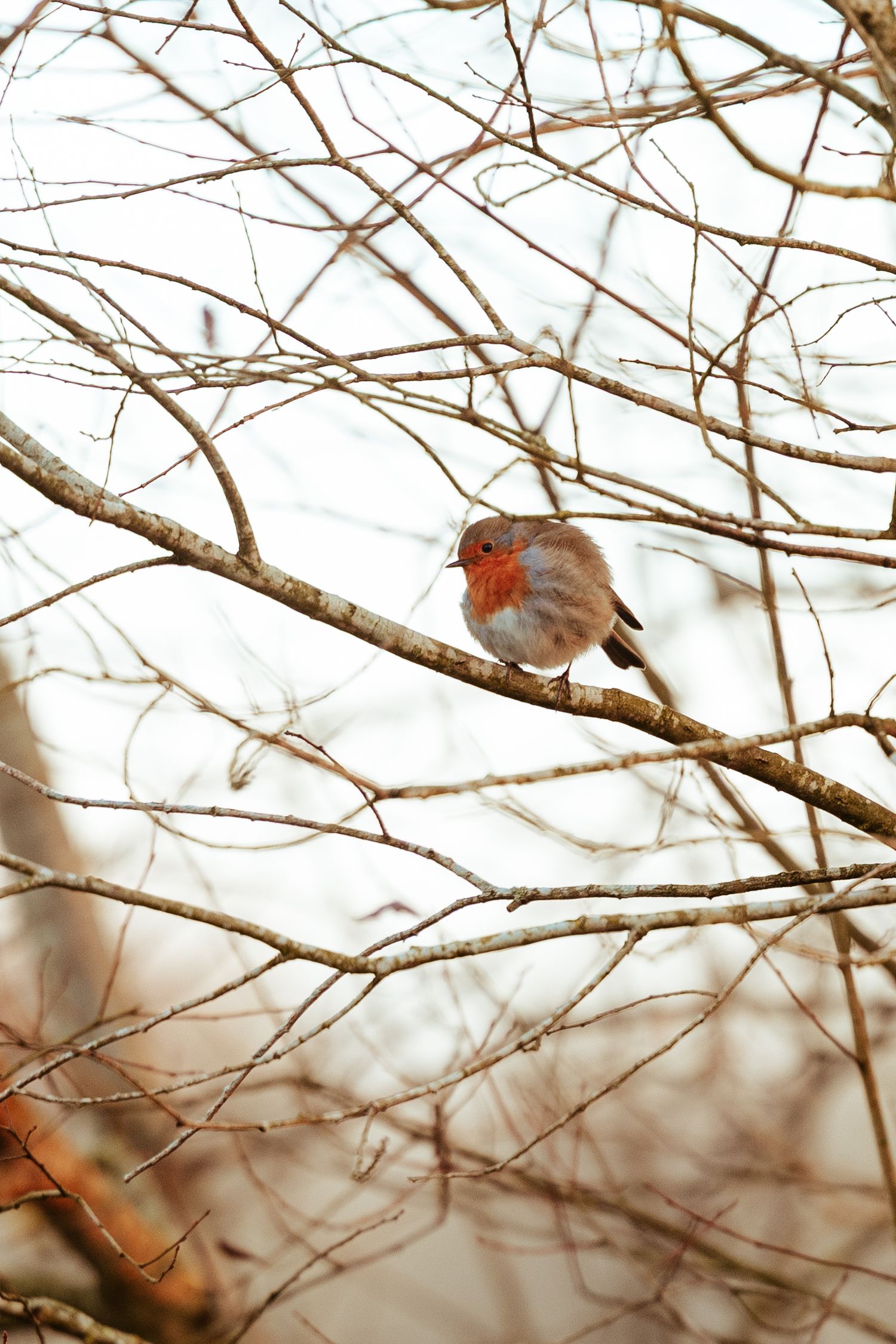 Petit rouge-gorge à la poitrine orange-rouge perché sur des branches d'arbre dénudées en hiver, sur fond de ciel pâle.