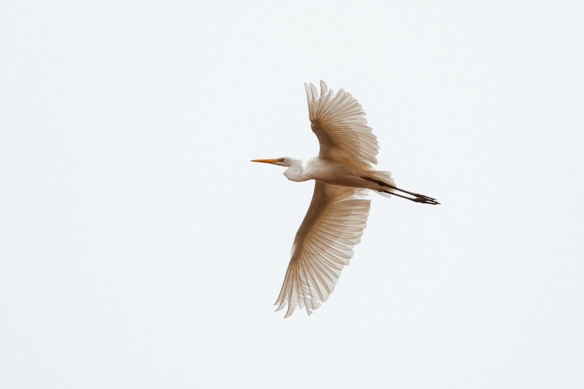 Photo en couleur d'une aigrette en plein vol avec les ailes déployées.