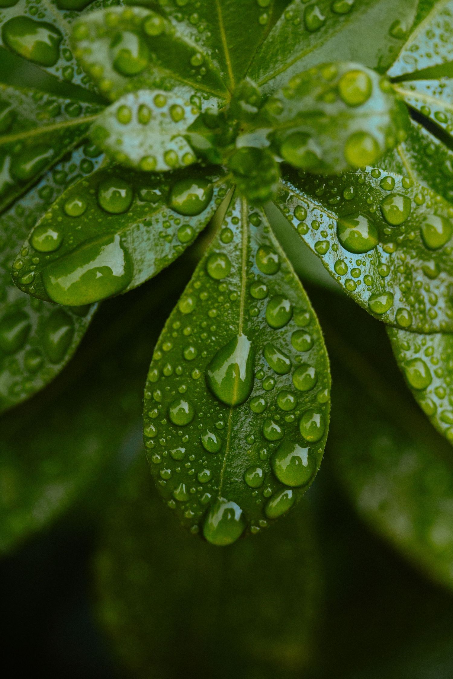 Gros plan de feuilles de plante verte couvertes de gouttelettes d'eau scintillantes après la pluie.