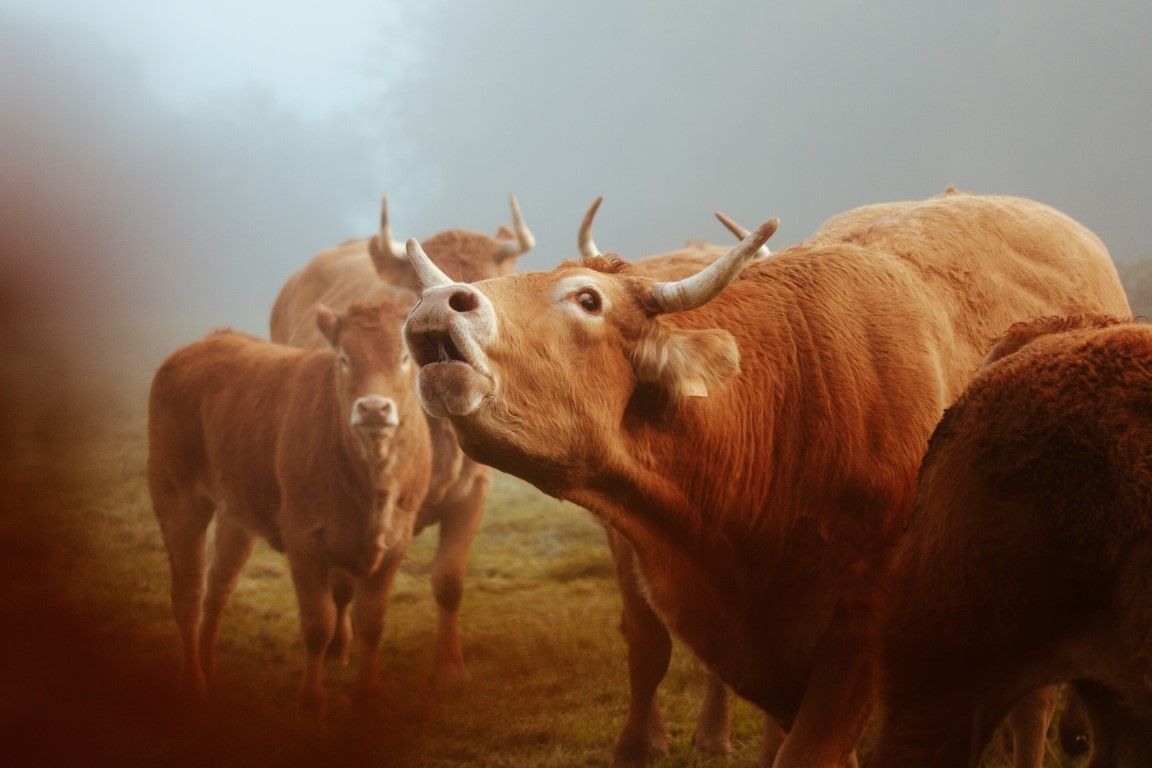 Troupeau de vaches brunes à longues cornes, rassemblées dans un champ brumeux baigné d'une douce lumière naturelle.