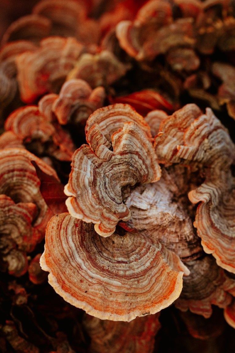 Gros plan macro de champignons queue de dinde stratifiés, présentant de remarquables motifs d'anneaux concentriques orange et bruns.