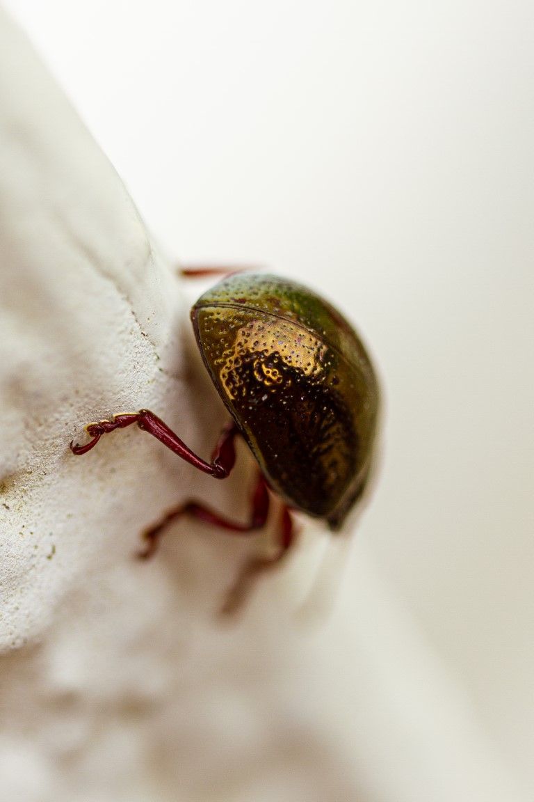 Gros plan macro d'un coléoptère vert et bronze brillant rampant sur un pétale de fleur blanche.