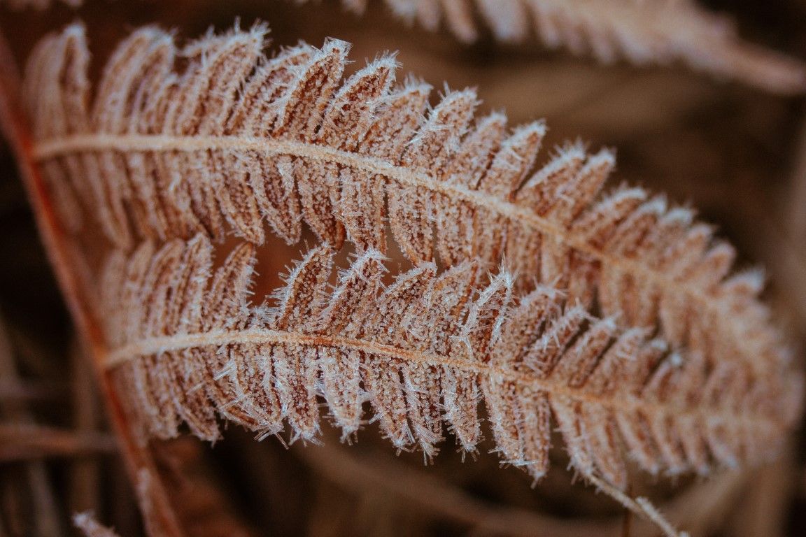 Gros plan d'une feuille de fougère brune recouverte de givre et présentant de délicats cristaux de glace.