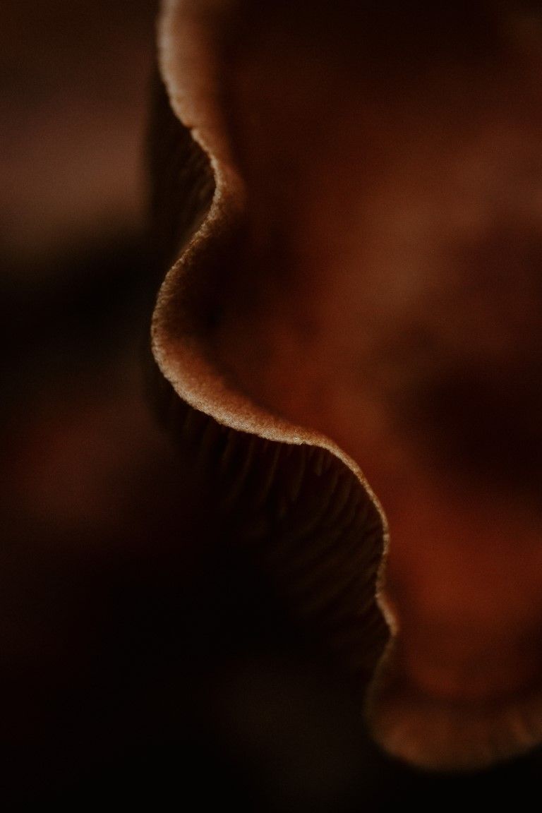 Gros plan macro extrême du bord d'un chapeau de champignon brun montrant des lamelles ondulées dans un éclairage sombre et dramatique.