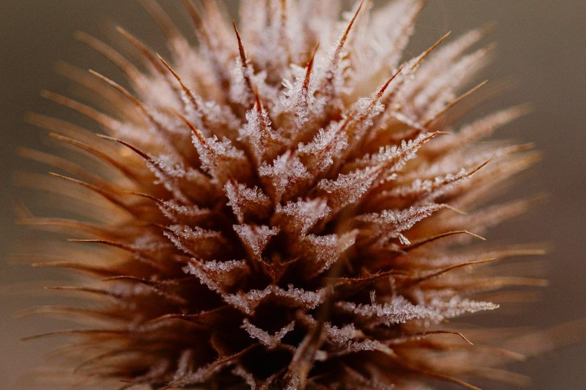 Photographie macro extrême d'une capsule de cardère séchée et épineuse, recouverte de délicats cristaux de givre blanc sur fond neutre.