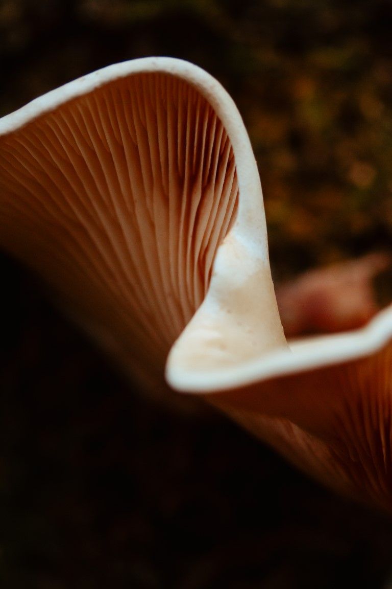 Photo macro de lamelles de champignon révélant des nervures détaillées aux tons rosés et une élégante structure incurvée du chapeau.