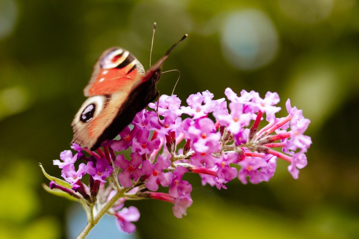 Un papillon paon-du-jour se nourrit de fleurs de buddleia roses sur un fond vert bokeh en été.