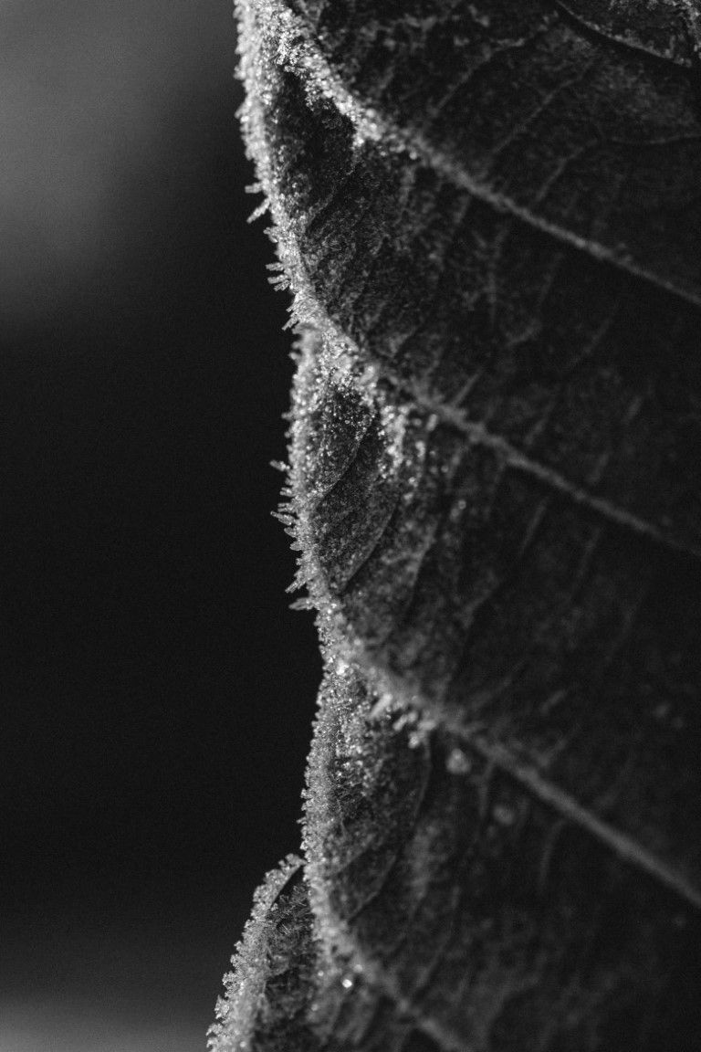 Gros plan macro en noir et blanc d'un bord de feuille givré montrant des formations complexes de cristaux de glace le long des nervures.